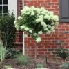 Little Lime® Hydrangea Tree -Brighter Blooms Little Lime Hydrangea Tree BB 600x600 9a3be03b 65fe 4ebd 878e 9837456b269c