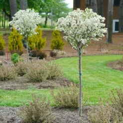 Lollipop® Crabapple Tree -Brighter Blooms Lollipop Crabapple 4