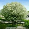 Lollipop® Crabapple Tree -Brighter Blooms Lollipop Crabapple 600x600 523ab71a 7dca 4f4d 835c 7197ff0c6aa9