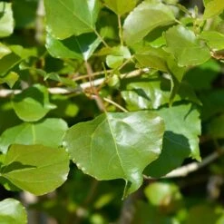 Lombardy Poplar Tree -Brighter Blooms Lombardy Poplar 1 BB