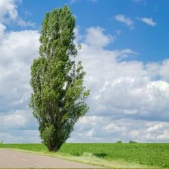 Lombardy Poplar Tree -Brighter Blooms Lombardy Poplar 4 BB