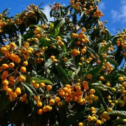 Loquat Tree 10 Loquat Tree -Brighter Blooms Loquat Tree 5
