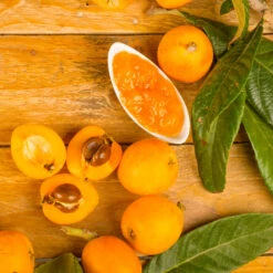 Loquat Tree 11 Loquat Tree -Brighter Blooms Loquat Tree 6 BB