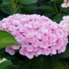 Love Hydrangea Shrub 2 Love Hydrangea Shrub -Brighter Blooms Love Hydrangea BB 600x600 072271bb 019d 416a a0b0 2272ac777269
