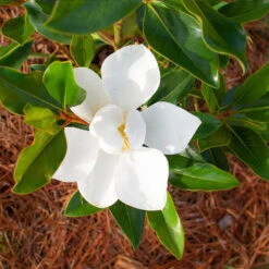 Little Gem Magnolia Tree -Brighter Blooms Lttle Gem Magnolia 3 BB