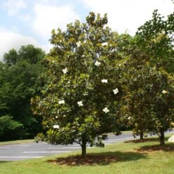 Little Gem Magnolia Tree -Brighter Blooms Lttle Gem Magnolia 4