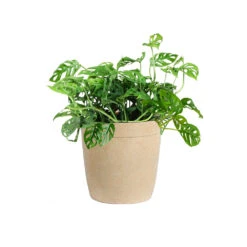 Monstera Adansonii Plant -Brighter Blooms MON ADA3 delilah beige