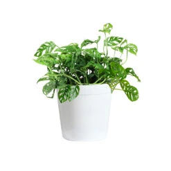 Monstera Adansonii Plant -Brighter Blooms MON ADA3 delilah white