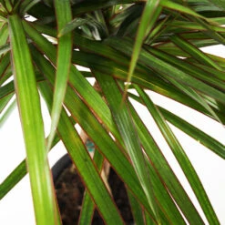 Braided Madagascar Dragon Tree -Brighter Blooms Madagascar Dragon Draceana 4