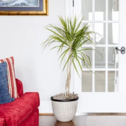 Braided Madagascar Dragon Tree -Brighter Blooms Madagascar Dragon Draceana 6