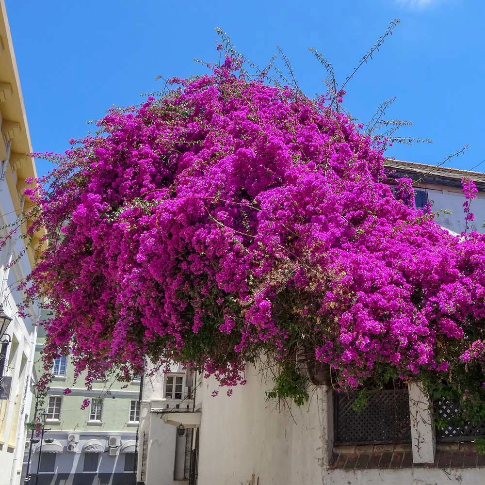 Majestic Purple Bougainvillea 4 Majestic Purple Bougainvillea - Image 2