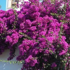 Majestic Purple Bougainvillea 7 Majestic Purple Bougainvillea -Brighter Blooms Majestic Purple Bougainvillea 3 BB