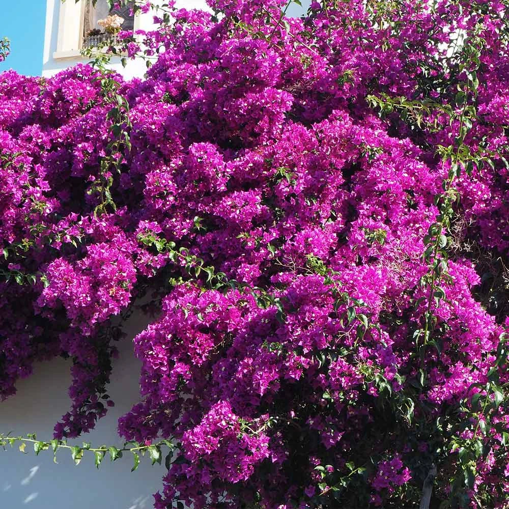 Majestic Purple Bougainvillea 5 Majestic Purple Bougainvillea - Image 3