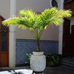 Majesty Palm Tree -Brighter Blooms Majesty Palm 3