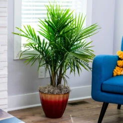 Brighter Blooms -Brighter Blooms Majesty Palm 5