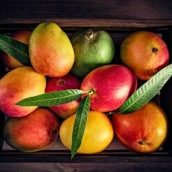 Mango Kit 11 Mango Kit -Brighter Blooms Mango Kit 2 BB