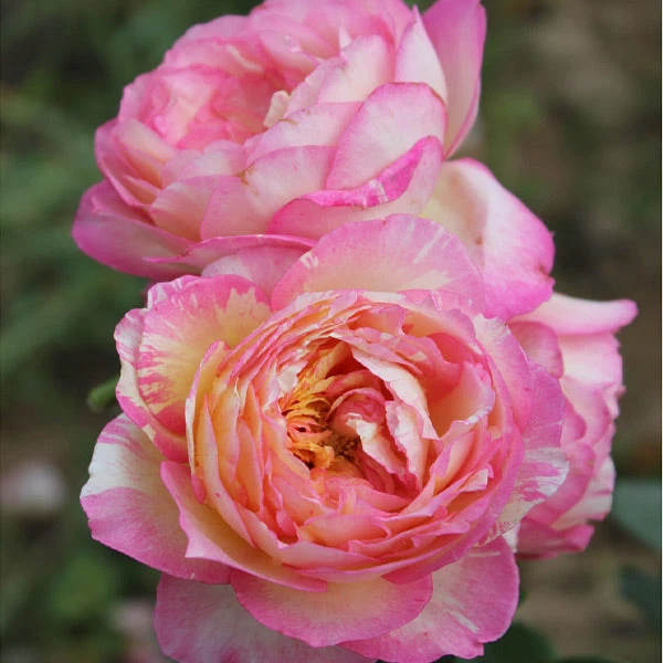 Marc Chagall™ Rose 3 Marc Chagall™ Rose