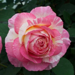 Marc Chagall™ Rose Tree -Brighter Blooms Marc Chagall Standard 4 BB