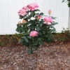 Marc Chagall™ Rose Tree -Brighter Blooms Marc Chagall Standard BB 600x600 ec96a9ff 78ed 4693 b95d f3856361b6f7