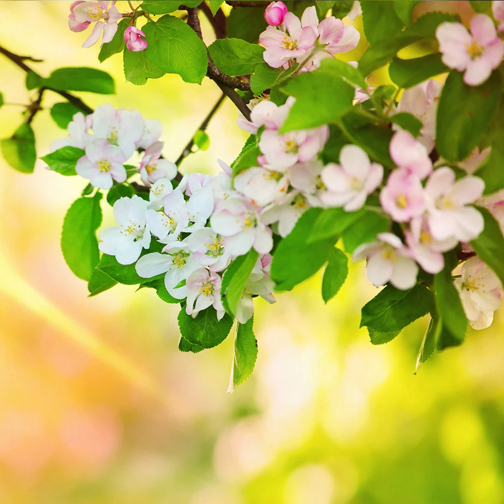 Mutsu Apple Tree 7 Mutsu Apple Tree - Image 5