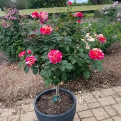 Maurice Utrillo™ Rose Tree 7 Maurice Utrillo™ Rose Tree -Brighter Blooms Maurice Utrilo Rose Tree 1