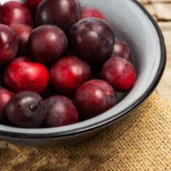 Methley Plum Tree 10 Methley Plum Tree -Brighter Blooms Methley Plum 2 BB