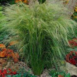 Mexican Feather Grass 10 Mexican Feather Grass -Brighter Blooms Mexican Feather Grass 5