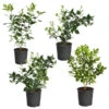 Citrus Bush Variety Kit 1 Citrus Bush Variety Kit -Brighter Blooms Meyer Key cal Per 1 2 bush 600x600 5430e4e2 f46b 4488 b6b5 56f3c9adcb3f
