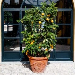 Meyer Lemon Bush -Brighter Blooms Meyer Lemon Bush 3 BB