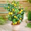 Meyer Lemon Bush -Brighter Blooms Meyer Lemon Bush BB 600x600 d2864c66 333e 427e 9aed a19142d70475