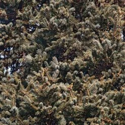 Meyer Spruce Tree -Brighter Blooms Meyer Spruce Tree 3