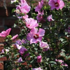 Minerva Rose Of Sharon Althea Shrub -Brighter Blooms Minerva Rose of Sharon 4 BB