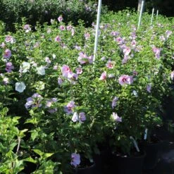 Minerva Rose Of Sharon Althea Shrub -Brighter Blooms Minerva Rose of Sharon 7 BB
