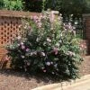Minerva Rose Of Sharon Althea Shrub -Brighter Blooms Minerva Rose of Sharon BB 600x600 4666b7f4 37bd 4a99 8036 3909e51ccbe4