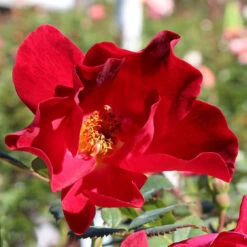 Miracle On The Hudson™ Rose -Brighter Blooms Miracle on the Hudson BB 600x600 7e27b2f5 1a2d 49e8 bebd ef1445edb48a