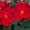 Miracle On The Hudson™ Rose -Brighter Blooms MiracleontheHudsonBush CertifiedRoses