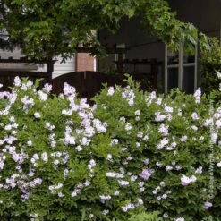 Miss Kim Lilac Shrub 8 Miss Kim Lilac Shrub -Brighter Blooms Miss Kim Lilac Shrub 1 BB