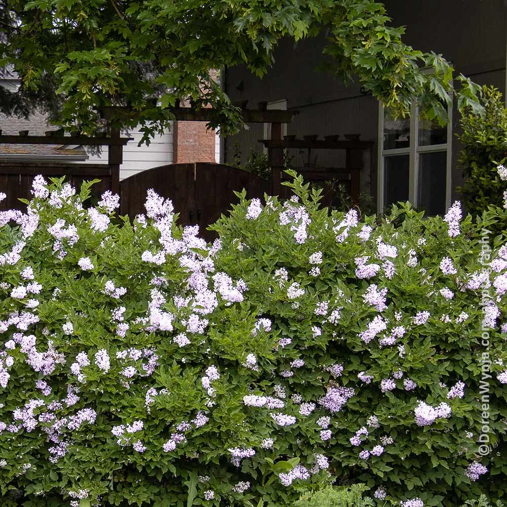 Miss Kim Lilac Shrub 5 Miss Kim Lilac Shrub - Image 3