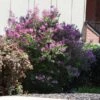 Miss Kim Lilac Shrub 2 Miss Kim Lilac Shrub -Brighter Blooms Miss Kim Lilac Shrub 600x600 BB