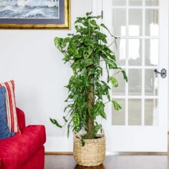 Monstera Adansonii Plant -Brighter Blooms Monstera Adonsonii Totem 4 05afa7d5 c76e 4bee 9eb3 00cfe7a00547