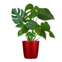 Monstera (Swiss Cheese Plant) -Brighter Blooms Monstera Iso Delilah red