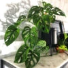 Monstera Adansonii Plant -Brighter Blooms Monstera adansonii BB 600x600 386cc672 bc1b 4fbf 98fe 0cfe7a27ba91
