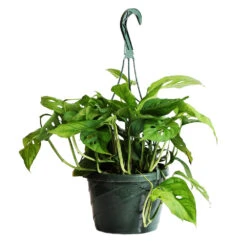 Monstera Adansonii Plant -Brighter Blooms Monstera adansonii HG 1