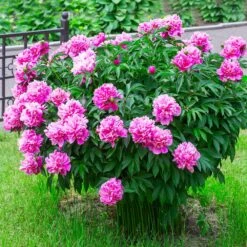 Mr. Ed Peony 7 Mr. Ed Peony -Brighter Blooms Mr Ed peony 2