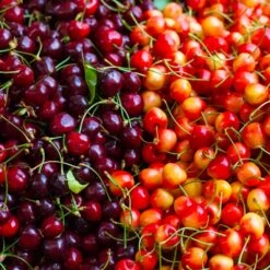 Brighter Blooms -Brighter Blooms Multi Fruit Cherry BB