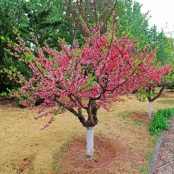 2-in-1 Peach Tree -Brighter Blooms Multi fruit peach 2
