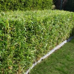 Bamboo Hedge Multiplex -Brighter Blooms Multi plex bamboo 2