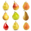 4-in-1 Pear Tree 2 4-in-1 Pear Tree -Brighter Blooms Multifruit Pear 600x600 07428fbd 0dfb 43e7 96cd 984488dbd6ff