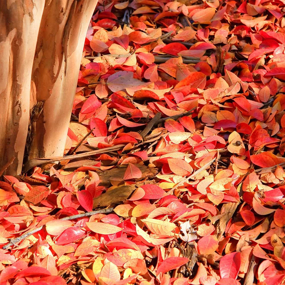 Muskogee Crape Myrtle Tree 9 Muskogee Crape Myrtle Tree - Image 7