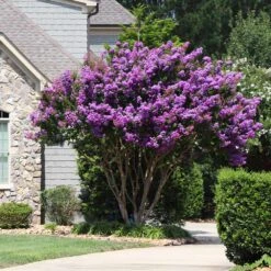 Muskogee Crape Myrtle Tree 12 Muskogee Crape Myrtle Tree -Brighter Blooms Muskogee Crape Myrtle 8 BB